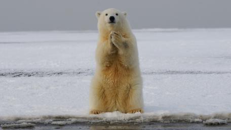 Majestic Polar Bear Amidst Snowy Landscape wallpaper