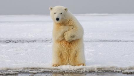 Majestic Polar Bear on Iceberg wallpaper