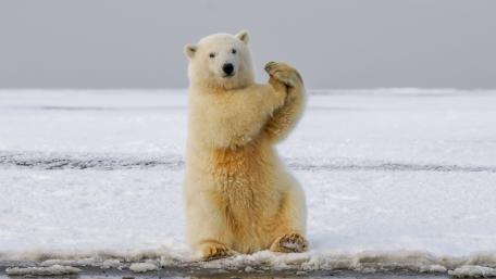 Majestic Polar Bear on Iceberg wallpaper