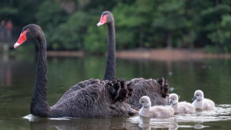 Elegant Black Swans with Adorable Cygnets Swimming Together wallpaper
