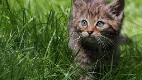 Curious Kitten Exploring Nature's Playground wallpaper