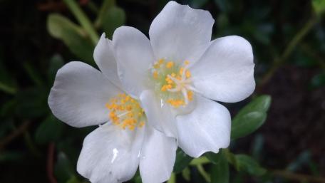 Delicate White Blooms Enhancing Nature's Beauty wallpaper