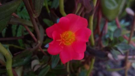 Vibrant Pink Blooming Flower Wallpaper wallpaper