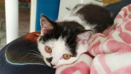 Adorable Cat Relaxing on Cozy Blanket wallpaper