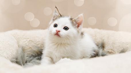 Adorable Kitten Relaxing in Cozy Bed wallpaper