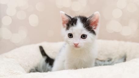 Cute Playful Kitten Wallpaper wallpaper