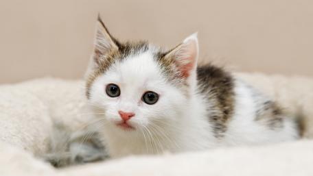 Adorable Kitten Peering Curiously at You wallpaper