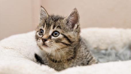 Adorable Kitten Curiously Exploring Its Space wallpaper