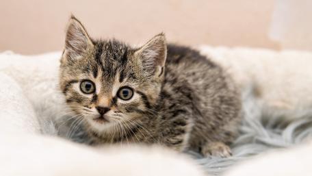 Adorable Kitten in Cozy Spot wallpaper