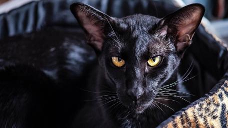 Elegant black cat with captivating yellow eyes resting peacefully. wallpaper
