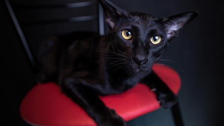 Mystical Black Cat on a Red Chair wallpaper
