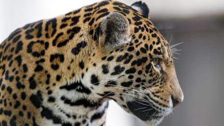 Majestic Jaguar in Profile wallpaper