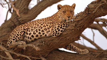 Majestic Leopard Relaxing in a Tree wallpaper