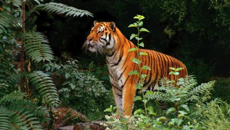 Majestic Tiger in Lush Greenery wallpaper