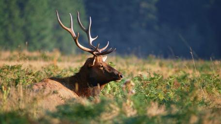 Majestic Stag in Tranquil Meadow wallpaper
