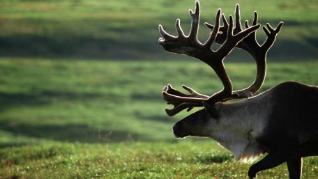 Majestic Stag in Serene Wilderness wallpaper