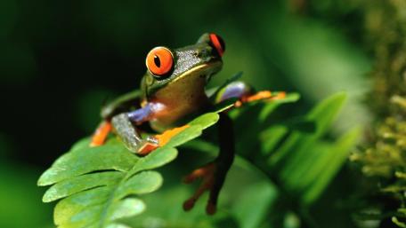 Vibrant Red-Eyed Tree Frog on Leaf wallpaper