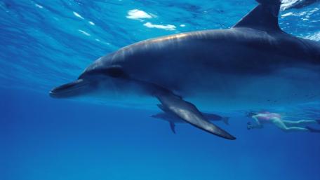 Graceful Dolphin Swimming with Diver in Blue Waters wallpaper