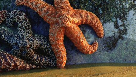 Vibrant Starfish Underwater Artistry wallpaper