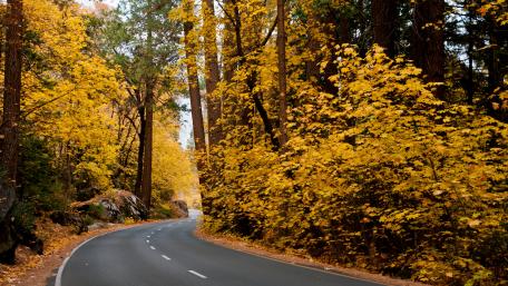 Autumn Road Framed by Golden Leaves wallpaper