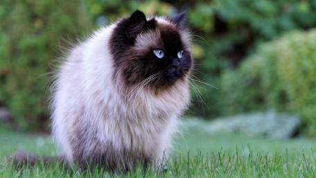Elegant Birman Cat in a Lush Garden Settings wallpaper