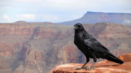 Grand Canyon wallpaper