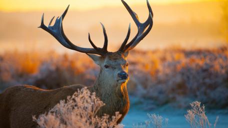 Majestic Stag in Golden Sunrise Glow wallpaper