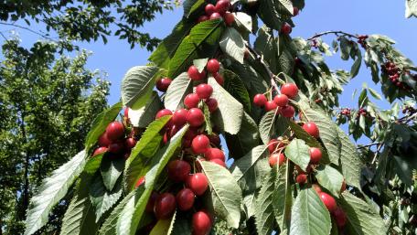 Vibrant Cherry Bounty Under Clear Blue Sky wallpaper