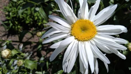 Delicate Daisy in Bloom wallpaper
