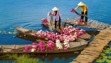 Rural Women Harvest Water Lily Flowers By Boat In The Mekong River Delta wallpaper
