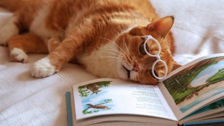Curious Cat with Glasses Enjoying a Good Book wallpaper