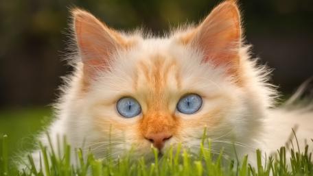Gentle Eyes of a Fluffy Cat wallpaper