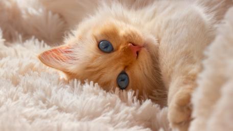 Cozy Cat Relaxing on Soft Blanket wallpaper