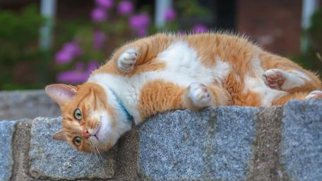 Playful Orange Cat on a Wall wallpaper