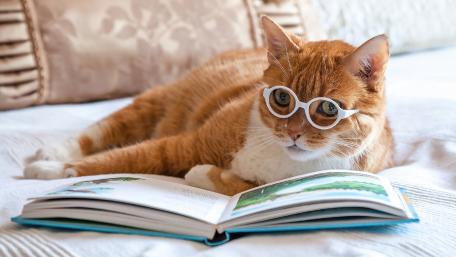 Smart Cat Reads a Book in Style wallpaper