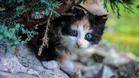 Curious Kitten Exploring Nature's Wonder wallpaper