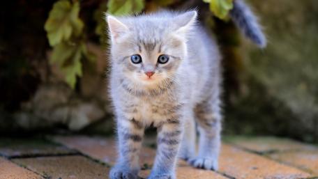 Playful Kitten Exploring the Outdoors wallpaper