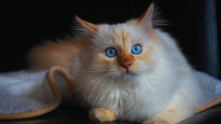 Stunning White Cat with Striking Blue Eyes wallpaper