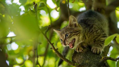 Playful Kitten Among the Leaves wallpaper