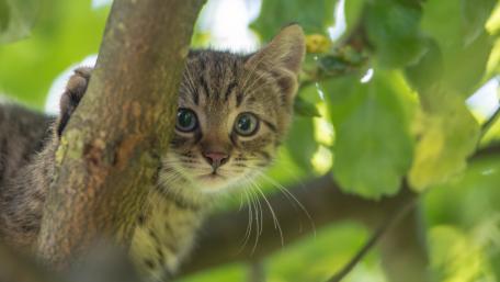 Curious Kitten Hiding in Greenery wallpaper