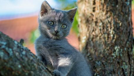 Charming Gray Kitten Exploring Nature's Wonders wallpaper