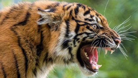 Majestic Roaring Tiger Wallpaper wallpaper