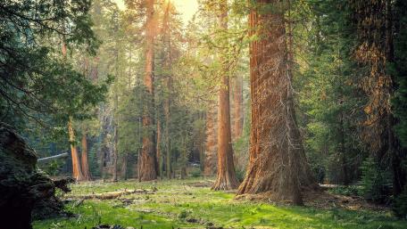 Majestic Giant Sequoias in Serene Forest Light wallpaper