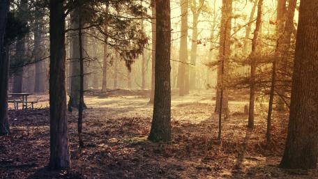 Serene Forest at Dawn with Golden Light wallpaper