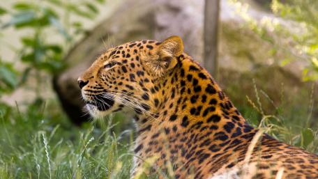 Majestic Leopard in Nature's Embrace wallpaper