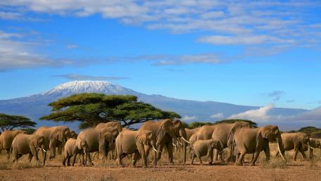 Majestic Elephants Under Kilimanjaro Skies wallpaper