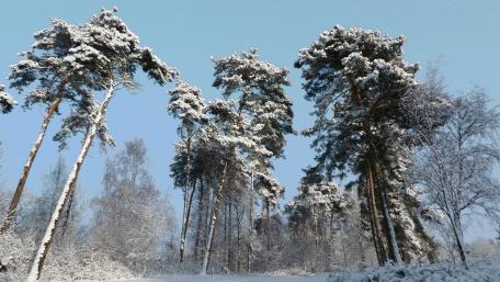 Winter Wonderland with Snowy Pines wallpaper