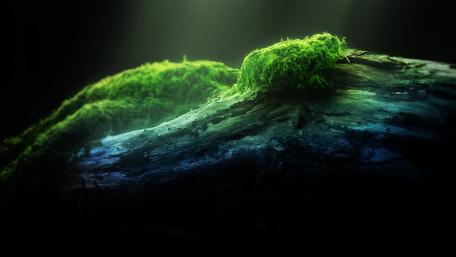 Mystical Green Moss on a Log wallpaper