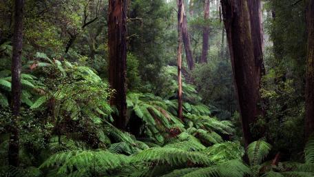 Lush Green Forest Serenity wallpaper