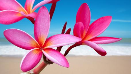 Vibrant Pink Blossoms by the Shoreline wallpaper
